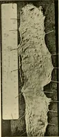 An illustration from Pediatrics : the hygienic and medical treatment of children / by Thomas Morgan Rotch. (1898)
