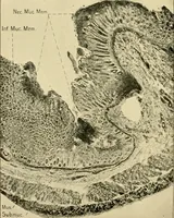 An illustration from Pediatrics : the hygienic and medical treatment of children / by Thomas Morgan Rotch. (1898)
