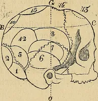 An illustration from Questioni filosofiche, sociali, mediche e medico-forensi : trattate coi principii della fisiologia del cervello / pel Dottore Biagio G. Miraglia. (1883)
