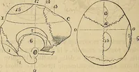 An illustration from Questioni filosofiche, sociali, mediche e medico-forensi : trattate coi principii della fisiologia del cervello / pel Dottore Biagio G. Miraglia. (1883)
