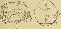 An illustration from Questioni filosofiche, sociali, mediche e medico-forensi : trattate coi principii della fisiologia del cervello / pel Dottore Biagio G. Miraglia. (1883)