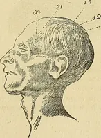 An illustration from Questioni filosofiche, sociali, mediche e medico-forensi : trattate coi principii della fisiologia del cervello / pel Dottore Biagio G. Miraglia. (1883)