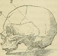 An illustration from Questioni filosofiche, sociali, mediche e medico-forensi : trattate coi principii della fisiologia del cervello / pel Dottore Biagio G. Miraglia. (1883)