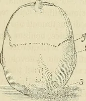 An illustration from Questioni filosofiche, sociali, mediche e medico-forensi : trattate coi principii della fisiologia del cervello / pel Dottore Biagio G. Miraglia. (1883)