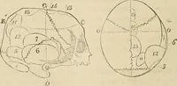 An illustration from Questioni filosofiche, sociali, mediche e medico-forensi : trattate coi principii della fisiologia del cervello / pel Dottore Biagio G. Miraglia. (1883)