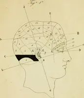 An illustration from Cenno su di una nuova classificazione e di una nuova statistica delle alienazioni mentali, fondate su principì frenologici considerati nei loro rapporti con la patologia del cervello, del Biagio G. Miraglia. (1847)
