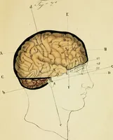 An illustration from Cenno su di una nuova classificazione e di una nuova statistica delle alienazioni mentali, fondate su principì frenologici considerati nei loro rapporti con la patologia del cervello, del Biagio G. Miraglia. (1847)