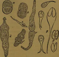 An illustration from The origin of life and process of reproduction in plants and animals : with the anatomy and physiology of the human generative system, male and female, and the causes, prevention and cure of the special diseases to which it is liable : a plain, practical treatise, for popular use / by Dr. F. Hollick ; illustrated by engravings and colored plates. (1902)