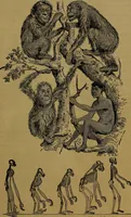 An illustration from The origin of life and process of reproduction in plants and animals : with the anatomy and physiology of the human generative system, male and female, and the causes, prevention and cure of the special diseases to which it is liable : a plain, practical treatise, for popular use / by Dr. F. Hollick ; illustrated by engravings and colored plates. (1902)
