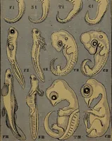 Picture 160 of 163 from The origin of life and process of reproduction in plants and animals : with the anatomy and physiology of the human generative system, male and female, and the causes, prevention and cure of the special diseases to which it is liable : a plain, practical treatise, for popular use / by Dr. F. Hollick ; illustrated by engravings and colored plates. (1902), leaf 1033