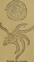 An illustration from The origin of life and process of reproduction in plants and animals : with the anatomy and physiology of the human generative system, male and female, and the causes, prevention and cure of the special diseases to which it is liable : a plain, practical treatise, for popular use / by Dr. F. Hollick ; illustrated by engravings and colored plates. (1902)