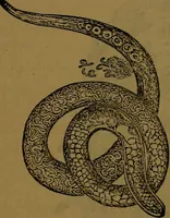 An illustration from The origin of life and process of reproduction in plants and animals : with the anatomy and physiology of the human generative system, male and female, and the causes, prevention and cure of the special diseases to which it is liable : a plain, practical treatise, for popular use / by Dr. F. Hollick ; illustrated by engravings and colored plates. (1902)
