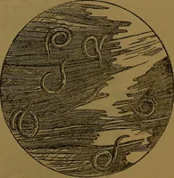Picture 20 of 163 from The origin of life and process of reproduction in plants and animals : with the anatomy and physiology of the human generative system, male and female, and the causes, prevention and cure of the special diseases to which it is liable : a plain, practical treatise, for popular use / by Dr. F. Hollick ; illustrated by engravings and colored plates. (1902), leaf 109