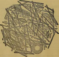 An illustration from The origin of life and process of reproduction in plants and animals : with the anatomy and physiology of the human generative system, male and female, and the causes, prevention and cure of the special diseases to which it is liable : a plain, practical treatise, for popular use / by Dr. F. Hollick ; illustrated by engravings and colored plates. (1902)