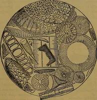 Picture 22 of 163 from The origin of life and process of reproduction in plants and animals : with the anatomy and physiology of the human generative system, male and female, and the causes, prevention and cure of the special diseases to which it is liable : a plain, practical treatise, for popular use / by Dr. F. Hollick ; illustrated by engravings and colored plates. (1902), leaf 111