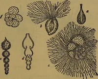 An illustration from The origin of life and process of reproduction in plants and animals : with the anatomy and physiology of the human generative system, male and female, and the causes, prevention and cure of the special diseases to which it is liable : a plain, practical treatise, for popular use / by Dr. F. Hollick ; illustrated by engravings and colored plates. (1902)