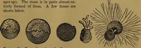 Picture 24 of 163 from The origin of life and process of reproduction in plants and animals : with the anatomy and physiology of the human generative system, male and female, and the causes, prevention and cure of the special diseases to which it is liable : a plain, practical treatise, for popular use / by Dr. F. Hollick ; illustrated by engravings and colored plates. (1902), leaf 113