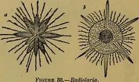 An illustration from The origin of life and process of reproduction in plants and animals : with the anatomy and physiology of the human generative system, male and female, and the causes, prevention and cure of the special diseases to which it is liable : a plain, practical treatise, for popular use / by Dr. F. Hollick ; illustrated by engravings and colored plates. (1902)