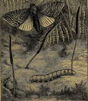An illustration from The origin of life and process of reproduction in plants and animals : with the anatomy and physiology of the human generative system, male and female, and the causes, prevention and cure of the special diseases to which it is liable : a plain, practical treatise, for popular use / by Dr. F. Hollick ; illustrated by engravings and colored plates. (1902)