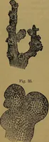 An illustration from The origin of life and process of reproduction in plants and animals : with the anatomy and physiology of the human generative system, male and female, and the causes, prevention and cure of the special diseases to which it is liable : a plain, practical treatise, for popular use / by Dr. F. Hollick ; illustrated by engravings and colored plates. (1902)