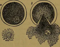 An illustration from The origin of life and process of reproduction in plants and animals : with the anatomy and physiology of the human generative system, male and female, and the causes, prevention and cure of the special diseases to which it is liable : a plain, practical treatise, for popular use / by Dr. F. Hollick ; illustrated by engravings and colored plates. (1902)
