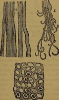 Picture 32 of 163 from The origin of life and process of reproduction in plants and animals : with the anatomy and physiology of the human generative system, male and female, and the causes, prevention and cure of the special diseases to which it is liable : a plain, practical treatise, for popular use / by Dr. F. Hollick ; illustrated by engravings and colored plates. (1902), leaf 135