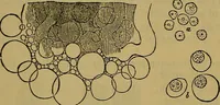 An illustration from The origin of life and process of reproduction in plants and animals : with the anatomy and physiology of the human generative system, male and female, and the causes, prevention and cure of the special diseases to which it is liable : a plain, practical treatise, for popular use / by Dr. F. Hollick ; illustrated by engravings and colored plates. (1902)