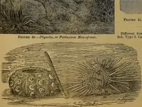 Picture 34 of 163 from The origin of life and process of reproduction in plants and animals : with the anatomy and physiology of the human generative system, male and female, and the causes, prevention and cure of the special diseases to which it is liable : a plain, practical treatise, for popular use / by Dr. F. Hollick ; illustrated by engravings and colored plates. (1902), leaf 154