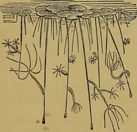 Picture 36 of 163 from The origin of life and process of reproduction in plants and animals : with the anatomy and physiology of the human generative system, male and female, and the causes, prevention and cure of the special diseases to which it is liable : a plain, practical treatise, for popular use / by Dr. F. Hollick ; illustrated by engravings and colored plates. (1902), leaf 164