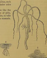An illustration from The origin of life and process of reproduction in plants and animals : with the anatomy and physiology of the human generative system, male and female, and the causes, prevention and cure of the special diseases to which it is liable : a plain, practical treatise, for popular use / by Dr. F. Hollick ; illustrated by engravings and colored plates. (1902)