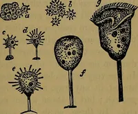 An illustration from The origin of life and process of reproduction in plants and animals : with the anatomy and physiology of the human generative system, male and female, and the causes, prevention and cure of the special diseases to which it is liable : a plain, practical treatise, for popular use / by Dr. F. Hollick ; illustrated by engravings and colored plates. (1902)