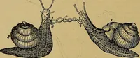 An illustration from The origin of life and process of reproduction in plants and animals : with the anatomy and physiology of the human generative system, male and female, and the causes, prevention and cure of the special diseases to which it is liable : a plain, practical treatise, for popular use / by Dr. F. Hollick ; illustrated by engravings and colored plates. (1902)