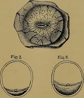Picture 43 of 163 from The origin of life and process of reproduction in plants and animals : with the anatomy and physiology of the human generative system, male and female, and the causes, prevention and cure of the special diseases to which it is liable : a plain, practical treatise, for popular use / by Dr. F. Hollick ; illustrated by engravings and colored plates. (1902), leaf 193