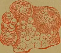 An illustration from The origin of life and process of reproduction in plants and animals : with the anatomy and physiology of the human generative system, male and female, and the causes, prevention and cure of the special diseases to which it is liable : a plain, practical treatise, for popular use / by Dr. F. Hollick ; illustrated by engravings and colored plates. (1902)