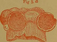 Picture 47 of 163 from The origin of life and process of reproduction in plants and animals : with the anatomy and physiology of the human generative system, male and female, and the causes, prevention and cure of the special diseases to which it is liable : a plain, practical treatise, for popular use / by Dr. F. Hollick ; illustrated by engravings and colored plates. (1902), leaf 201
