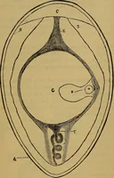 An illustration from The origin of life and process of reproduction in plants and animals : with the anatomy and physiology of the human generative system, male and female, and the causes, prevention and cure of the special diseases to which it is liable : a plain, practical treatise, for popular use / by Dr. F. Hollick ; illustrated by engravings and colored plates. (1902)
