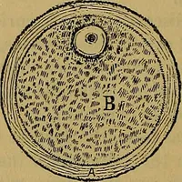 An illustration from The origin of life and process of reproduction in plants and animals : with the anatomy and physiology of the human generative system, male and female, and the causes, prevention and cure of the special diseases to which it is liable : a plain, practical treatise, for popular use / by Dr. F. Hollick ; illustrated by engravings and colored plates. (1902)