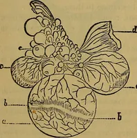 An illustration from The origin of life and process of reproduction in plants and animals : with the anatomy and physiology of the human generative system, male and female, and the causes, prevention and cure of the special diseases to which it is liable : a plain, practical treatise, for popular use / by Dr. F. Hollick ; illustrated by engravings and colored plates. (1902)