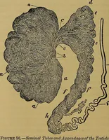 Picture 53 of 163 from The origin of life and process of reproduction in plants and animals : with the anatomy and physiology of the human generative system, male and female, and the causes, prevention and cure of the special diseases to which it is liable : a plain, practical treatise, for popular use / by Dr. F. Hollick ; illustrated by engravings and colored plates. (1902), leaf 208