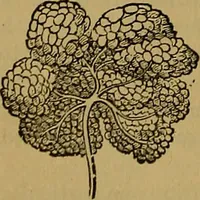 An illustration from The origin of life and process of reproduction in plants and animals : with the anatomy and physiology of the human generative system, male and female, and the causes, prevention and cure of the special diseases to which it is liable : a plain, practical treatise, for popular use / by Dr. F. Hollick ; illustrated by engravings and colored plates. (1902)