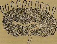 An illustration from The origin of life and process of reproduction in plants and animals : with the anatomy and physiology of the human generative system, male and female, and the causes, prevention and cure of the special diseases to which it is liable : a plain, practical treatise, for popular use / by Dr. F. Hollick ; illustrated by engravings and colored plates. (1902)