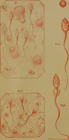 Picture 57 of 163 from The origin of life and process of reproduction in plants and animals : with the anatomy and physiology of the human generative system, male and female, and the causes, prevention and cure of the special diseases to which it is liable : a plain, practical treatise, for popular use / by Dr. F. Hollick ; illustrated by engravings and colored plates. (1902), leaf 225