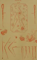 Picture 58 of 163 from The origin of life and process of reproduction in plants and animals : with the anatomy and physiology of the human generative system, male and female, and the causes, prevention and cure of the special diseases to which it is liable : a plain, practical treatise, for popular use / by Dr. F. Hollick ; illustrated by engravings and colored plates. (1902), leaf 229