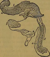 An illustration from The origin of life and process of reproduction in plants and animals : with the anatomy and physiology of the human generative system, male and female, and the causes, prevention and cure of the special diseases to which it is liable : a plain, practical treatise, for popular use / by Dr. F. Hollick ; illustrated by engravings and colored plates. (1902)