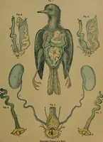 Picture 60 of 163 from The origin of life and process of reproduction in plants and animals : with the anatomy and physiology of the human generative system, male and female, and the causes, prevention and cure of the special diseases to which it is liable : a plain, practical treatise, for popular use / by Dr. F. Hollick ; illustrated by engravings and colored plates. (1902), leaf 265