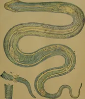 An illustration from The origin of life and process of reproduction in plants and animals : with the anatomy and physiology of the human generative system, male and female, and the causes, prevention and cure of the special diseases to which it is liable : a plain, practical treatise, for popular use / by Dr. F. Hollick ; illustrated by engravings and colored plates. (1902)