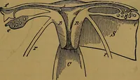 An illustration from The origin of life and process of reproduction in plants and animals : with the anatomy and physiology of the human generative system, male and female, and the causes, prevention and cure of the special diseases to which it is liable : a plain, practical treatise, for popular use / by Dr. F. Hollick ; illustrated by engravings and colored plates. (1902)