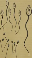 An illustration from The origin of life and process of reproduction in plants and animals : with the anatomy and physiology of the human generative system, male and female, and the causes, prevention and cure of the special diseases to which it is liable : a plain, practical treatise, for popular use / by Dr. F. Hollick ; illustrated by engravings and colored plates. (1902)