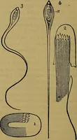 Picture 66 of 163 from The origin of life and process of reproduction in plants and animals : with the anatomy and physiology of the human generative system, male and female, and the causes, prevention and cure of the special diseases to which it is liable : a plain, practical treatise, for popular use / by Dr. F. Hollick ; illustrated by engravings and colored plates. (1902), leaf 286