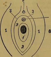 An illustration from The origin of life and process of reproduction in plants and animals : with the anatomy and physiology of the human generative system, male and female, and the causes, prevention and cure of the special diseases to which it is liable : a plain, practical treatise, for popular use / by Dr. F. Hollick ; illustrated by engravings and colored plates. (1902)